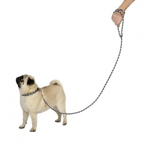 Collar And Leash