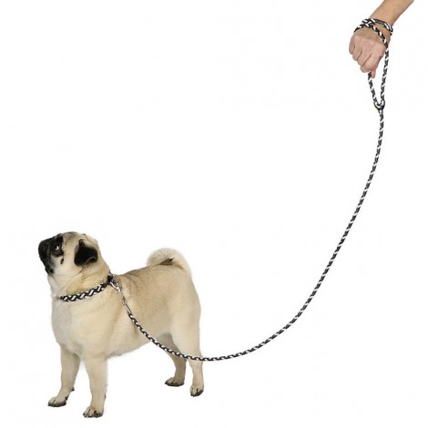 Collar And Leash